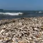 thousands-of-zebra-mussels-were-detected-in-spains-ebro-river-in-2001-today-they-are-collapsing-stru.avif