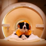 trained-pet-dogs-remained-awake-during-fmri-scans-as-researchers-measured-their-brain-activity-while.avif