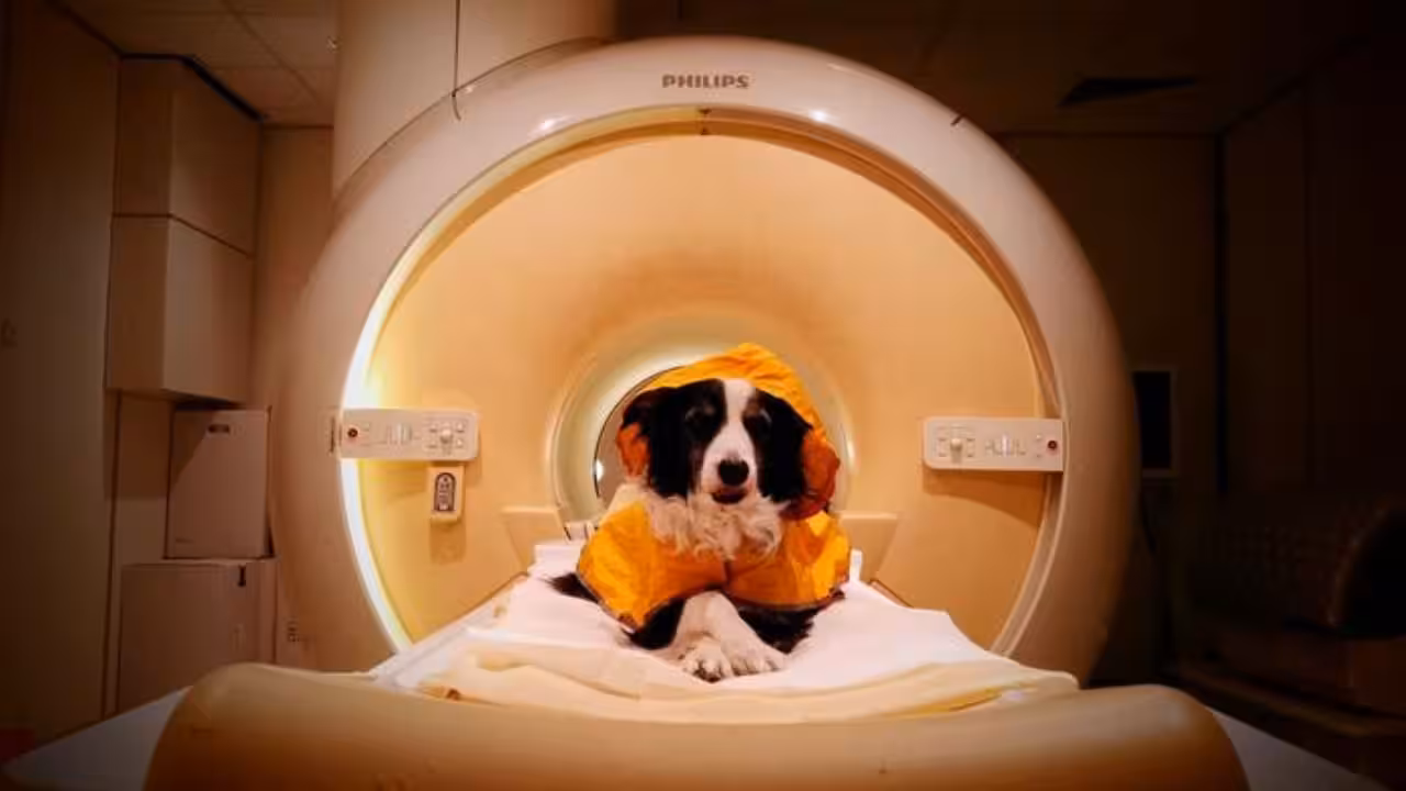 trained-pet-dogs-remained-awake-during-fmri-scans-as-researchers-measured-their-brain-activity-while.avif