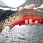 trout.jpg