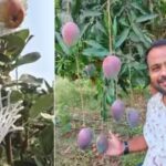 vikrant-kale-apple-farming-image-credit-betterindia.jpg