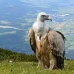 vulture.jpg
