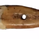 when-archeologists-found-the-tooth-it-was-already-damaged-measuring-only-23-millimeters-its-crown-ha.avif