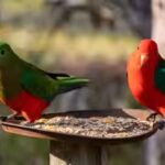 why-experts-are-warning-against-feeding-wild-birds-during-the-h5n1-outbreak.jpg
