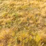 why-has-britains-grass-turned-yellow-scientists-warn-about-the-future-of-the-island-after-driest-mon.avif