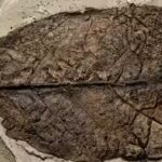 12-million-year-old-fossil-leaf-from-the-himalaya-reveals-a-previously-unknown-fungal-species.jpg