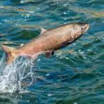 1789875936_salmon.jpg