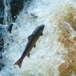 1790014112_salmon.jpg