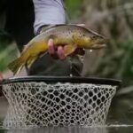 1790186099_trout.jpg