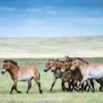 2025-monitoring-data-showed-the-horses-were-reproducing-without-constant-human-intervention.jpg