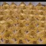 24-carat-gold-modak-at-nashik-sweet-shop.jpg
