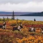 2800-wolves-killed-nearly-10-million-spent-and-15-caribou-herds-still-at-risk-why-scientists-say-bri.avif