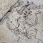 55-million-year-old-fossil-bird-reveals-how-trogons-evolved-their-unusual-feet-reversed-toe-came-bef.avif