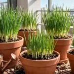 6-simple-tips-to-grow-onions-at-home-in-pots-containers-and-small-garden-spaces.jpg