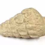 a-66-million-year-old-gastropod-fossil-was-found-at-a-5000-year-old-settlement-in-ankara-ancient-inh.avif