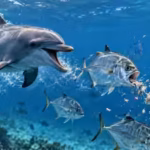 a-dolphin-called-bubbles-repeatedly-chased-bigeye-trevally-until-they-regurgitated-food-with-researc.avif