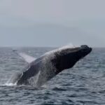 a-humpback-whale-breaches-off-the-coast-of-rio-de-janeiro-brazil.jpg