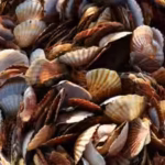 a-japanese-village-was-drowning-in-40000-tonnes-of-scallop-shells-then-they-crushed-them-to-make-str.avif