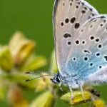 a-large-blue-butterfly-image-credit-butterfly-conservation.jpg
