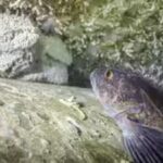 a-lingcod-guards-its-egg-mass-on-the-annapolis.jpg