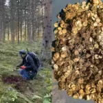 a-man-using-a-metal-detector-near-a-finnish-village-finds-more-than-4000-viking-age-silver-coins-in.avif