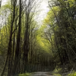 a-new-oregon-bill-would-transfer-18626-acres-of-national-forest-to-the-grand-ronde-tribes-the-land-w.avif