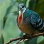 a-pigeon-with-a-bleeding-heart-has-returned-after-20-years-rare-philippine-bird-spotted-in-2026-but.avif