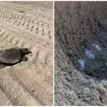 a-rare-olive-ridley-sea-turtle-has-laid-eggs-on-a-southern-california-beach-for-the-first-time-in-re.avif