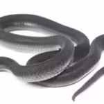 a-snake-found-in-ethiopias-harenna-forest-looked-like-a-known-species-but-seven-years-of-research-re.avif