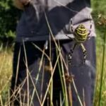 a-striking-yellow-and-black-spider-has-turned-up-in-cheshire-for-the-first-time.jpg