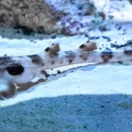 a-two-month-old-epaulette-shark-pup-born-through-apparent-parthenogenesis-is-now-on-display-at-brook.avif