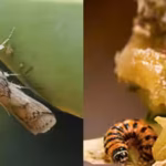 according-to-scientists-the-south-american-cactus-moth-primarily-attacks-opuntia-species-commonly-kn.avif