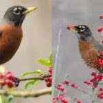 american-robins.jpg