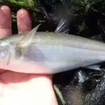 among-the-species-benefiting-are-yellow-eye-mullet.jpg
