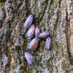an-invasive-insect-first-found-in-pennsylvania-in-2014-spread-across-18-us-states-canada-has-now-con.avif