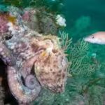 an-octopus-at-porthkerris-reef-off-cornwall-in-southwestern-england-reuters.jpg
