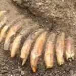 ancient-polish-burial-reveals-man-with-2-skulls-42-tooth-necklace-and-battle-axe.jpg