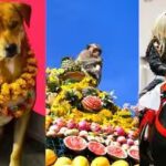 animal-festival.jpg