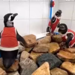 as-el-nio-intensifies-scientists-in-chile-are-making-a-vulnerable-penguin-species-wear-copper-vests.avif