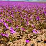 atacama-the-blooming-desert-gets-painted-in-a-sea-of-colourful-flowers-following-the-rare-phenomenon.avif