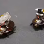 australian-scientists-have-created-a-cyborg-cockroach-that-could-locate-victims-and-save-lives-in-di.avif