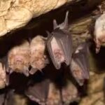 bats.jpg