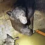 bears.jpg