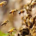 bees.jpg