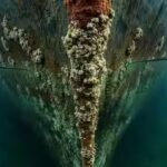biofouling-happens-when-marine-organisms-attach-to-or-occupy-submerged-parts-of-a-vessel.jpg