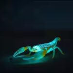 bioluminescent-scorpion-glows.jpg