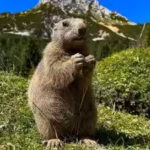 both-animals-were-unharmed-but-appeared-confused-in-the-urban-environment-representational-photo-pix.avif