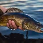 both-mcdermott-lake-and-sandy-beach-lake-had-previously-supported-natural-walleye-recruitment.jpg