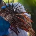 brazils-porto-seguro-is-paying-10-for-each-captured-lionfish-nearly-500-have-been-removed-as-they-th.avif