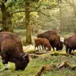 britain-brought-back-wild-bison-after-6000-years-their-grazing-could-reshape-forests-and-create-new.avif